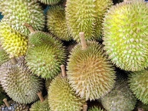Quality Fresh Durians Fruits for Sale