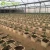 Import Rockwool/perlite/coir dutch bucket hydroponics system from China