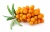 Import Sea Buckthorn ( Hippophae rhamnoides) Juice Concentrate Brix 60% from China