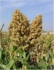 Sorghum Seeds for Sowing for Uganda