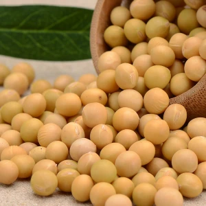 Soybean seed specification
