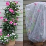 TNT 4%UV Treated Nonwoven Best Mulch for Weed Control