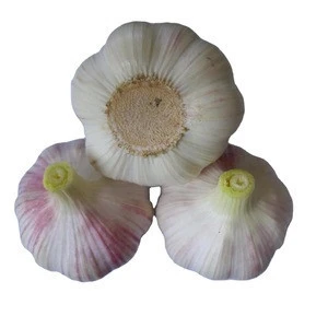 vegetables product type fresh garlic with great quality