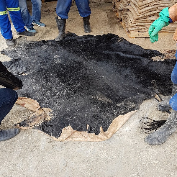 Buy Wet Salted & Dry Salted Donkey Hides And Cow Hides, Cattle Hides