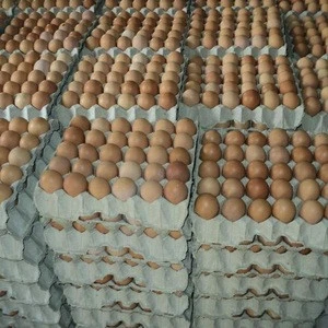 White Fresh Chicken Table Eggs