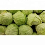 Wholesale Fresh Cabbage / Fresh Cabbage Price / Cabbage Exporter In India