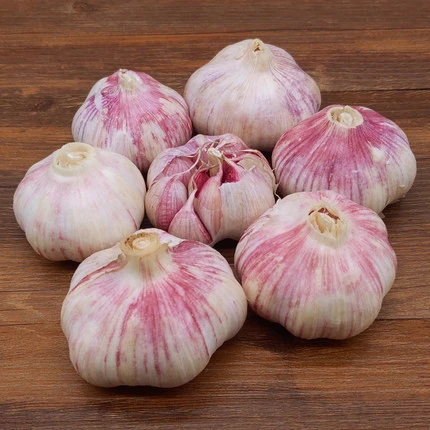 Wholesale High Quality Vegetables Product Type Export Buy Garlic Normal White