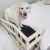 Import Wooden Pet Step Stair Bedside Dog Carpet Ramps Sale from China