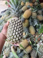 FRESH PINEAPPLE FROM INDONESIA