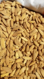 Almond kernel