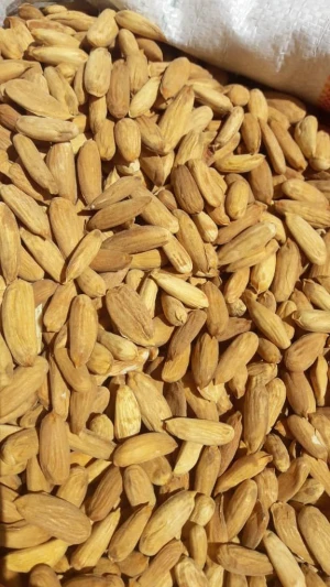 Almond kernel