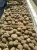 Import Wholesale: Truffle from Iran