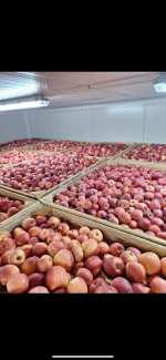 Fresh Apples FLORINA from Republic of Moldova