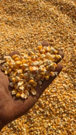 150,000 MT  Premium Yellow Maize for Animal Feed – Export Grade