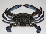 Blue Swimming Crab