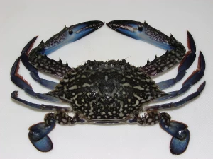 Blue Swimming Crab