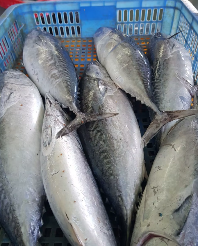 Buy Frozen Bonito Tuna Fish Whole Round from Landove International ...