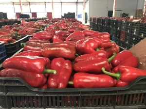 Fresh Red Chili pepper