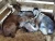 Import HEALTHY ALPINE DAIRY GOATS FOR SALE from South Africa