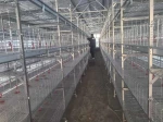 Poultry breeding equipment