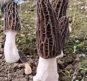 High- Quality Morel Mushrooms