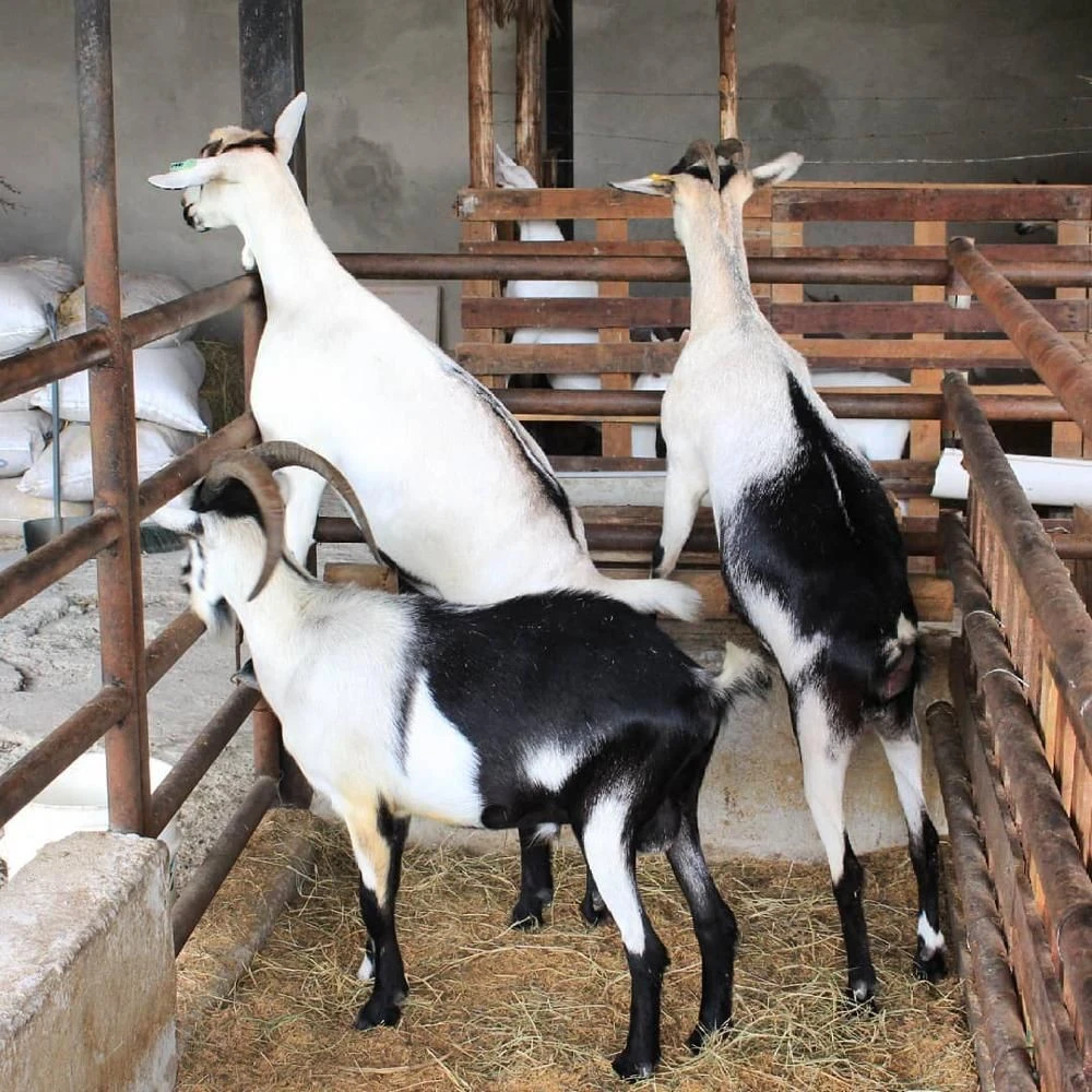 Buy Healthy Alpine Dairy Goats For Sale from Wintercorn Import & Export
