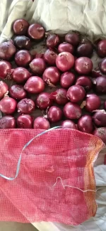 Buy Wholesale Germany Best Fresh Onion With Good Price Yellow Onions And Red  Onion For Export & Onion at USD 150