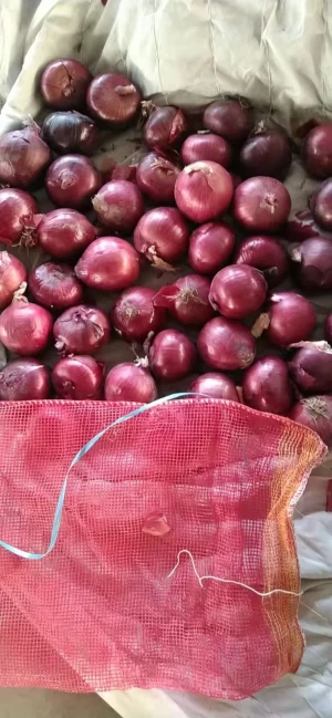 China high quality fresh onions red and yellow