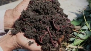 Vermicompost