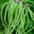 Import High yield Long Bean Seeds/Cowpea Seeds/Cow pea seeds For Cultivation from South Africa
