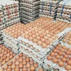 Natural  Fresh Chicken Table Eggs/ Artificial Ostrich Eggs For Sale