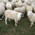 Import dorper sheep from South Africa