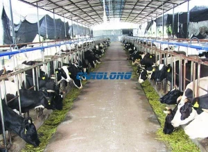 Cheap pre-engineered steel structure cow shed large livestock breeding building