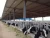 Import Cheap pre-engineered steel structure cow shed large livestock breeding building from China