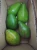 Import Avocado from Indonesia