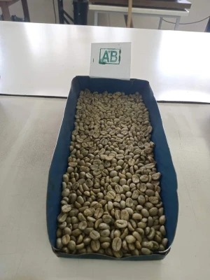Arabica Green  Coffee Beans