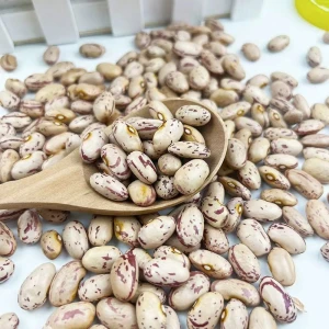 High-Quality Light Speckled Kidney Beans – Food Grade, Non-GMO