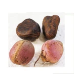Bitter kola
