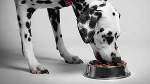 Energetic Pet food