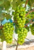 Fresh Green Grape