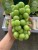 Import Fresh Green Grape from China