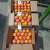 Fresh valencia oranges