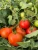 Import Cheapest Tomato Paste. from Egypt
