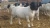 Import dorper sheep from South Africa