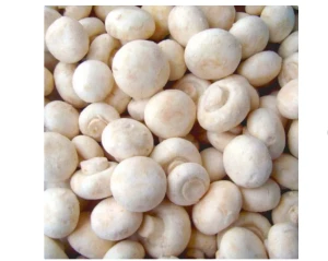 China high quality mushrooms manufactured in factories with DETAN Frozen White button mushroom
