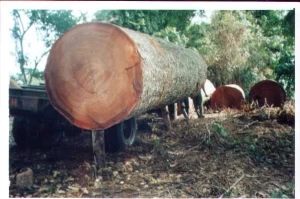 Bubinga Round Wood Logs