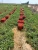 Import Cheapest Tomato Paste. from Egypt
