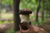 Radiant Ruby Matsutake Mushrooms