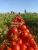 Cheapest Tomato Paste.