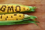 Corn GMO